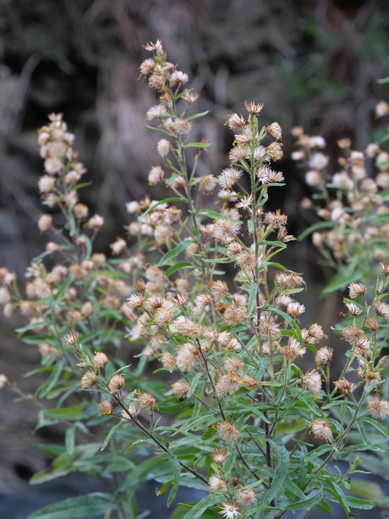 Dittrichia viscosa subsp. angustifolia photo 2