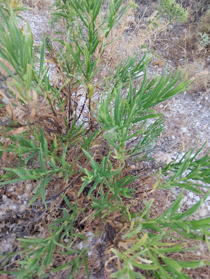 Dittrichia viscosa subsp. angustifolia photo 3