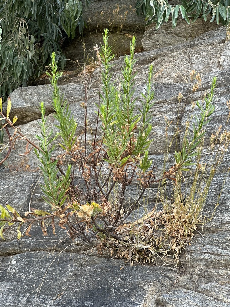 Dittrichia viscosa subsp. angustifolia photo 4