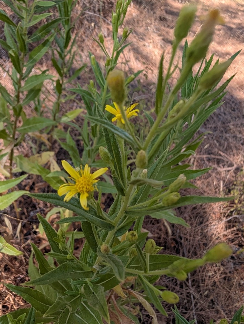 Dittrichia viscosa subsp. angustifolia photo 5