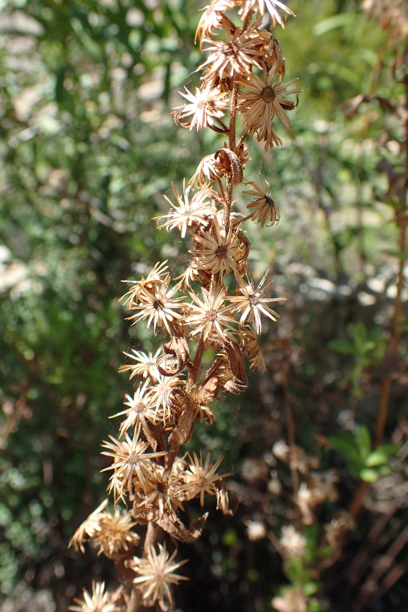 Dittrichia viscosa subsp. angustifolia