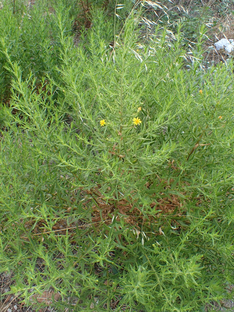 Dittrichia viscosa subsp. angustifolia photo 6