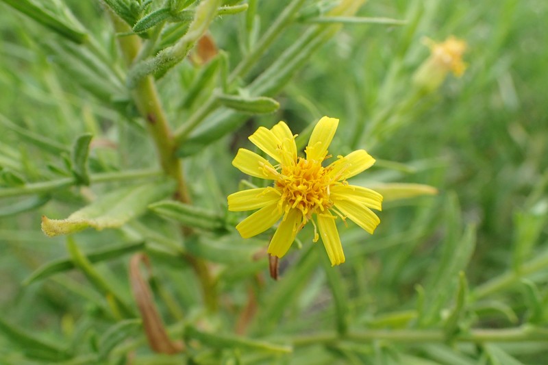 Dittrichia viscosa subsp. angustifolia photo 7