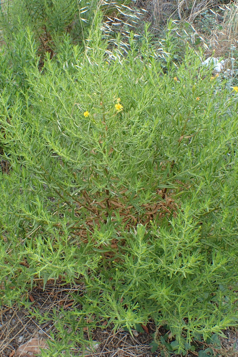 Dittrichia viscosa subsp. angustifolia photo 8