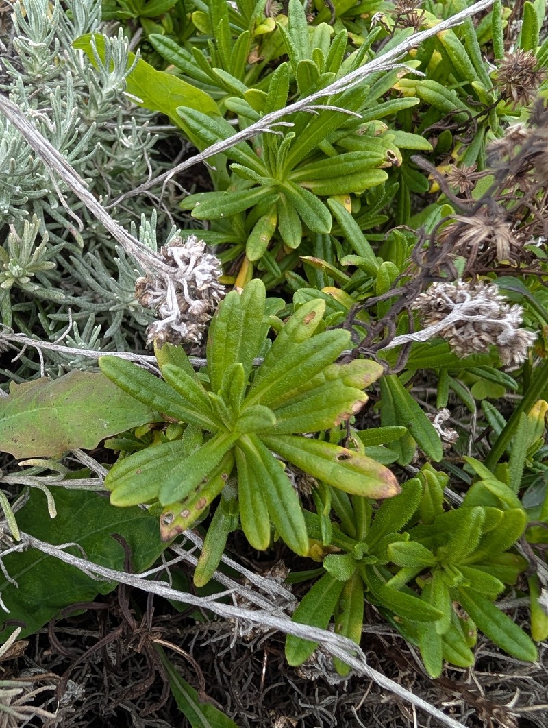 Dittrichia viscosa subsp. maritima