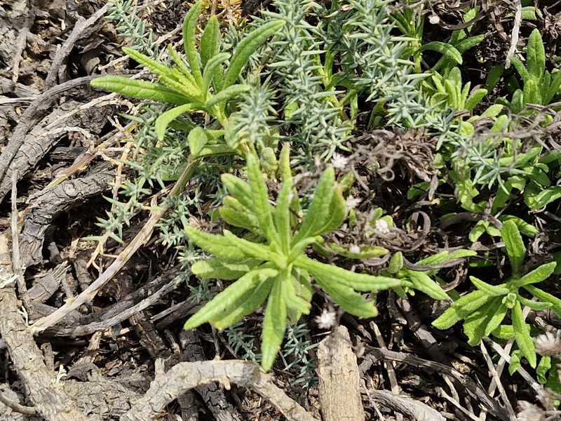 Dittrichia viscosa subsp. maritima photo 2