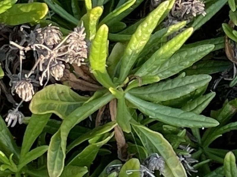Dittrichia viscosa subsp. maritima photo 3
