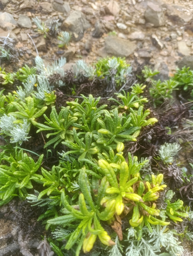 Dittrichia viscosa subsp. maritima photo 4