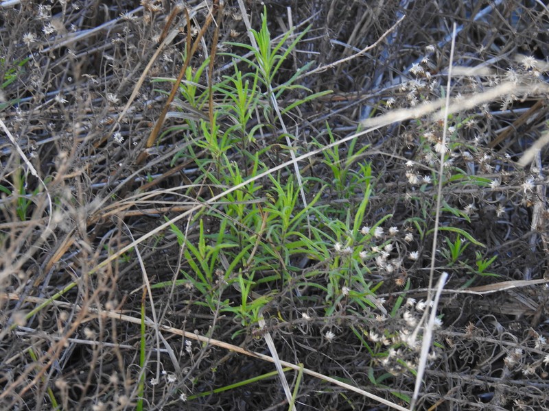 Dittrichia viscosa subsp. revoluta