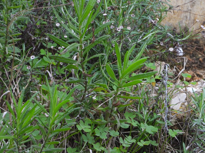 Dittrichia viscosa subsp. revoluta photo 2