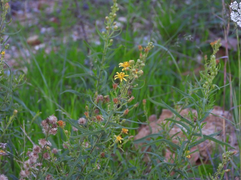 Dittrichia viscosa subsp. revoluta photo 3