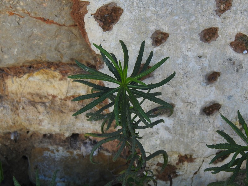 Dittrichia viscosa subsp. revoluta photo 4