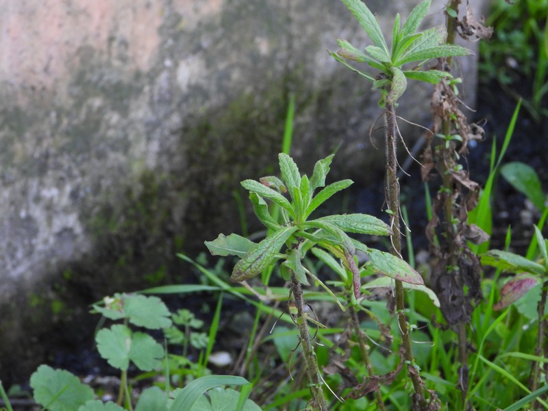Dittrichia viscosa subsp. viscosa photo 2