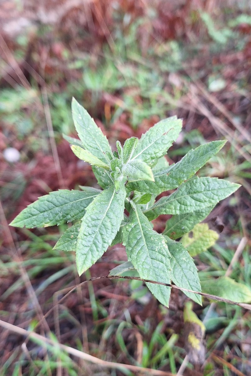 Dittrichia viscosa subsp. viscosa photo 3