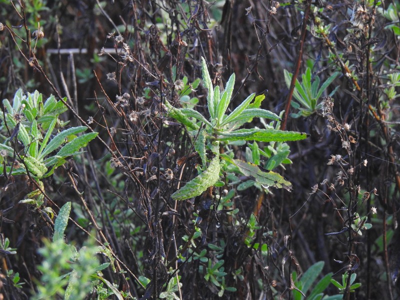 Dittrichia viscosa subsp. viscosa photo 4