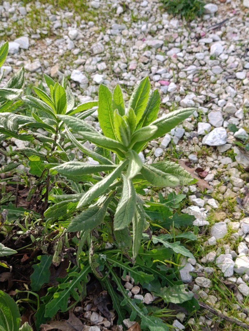 Dittrichia viscosa subsp. viscosa photo 5