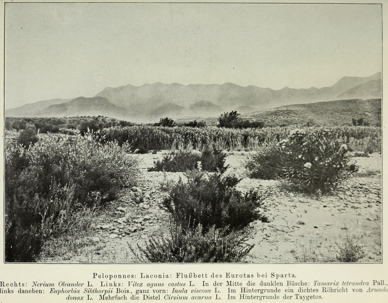 Dittrichia viscosa subsp. viscosa