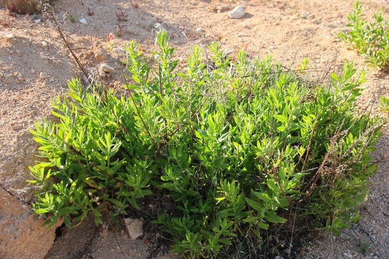 Dittrichia viscosa subsp. viscosa photo 6