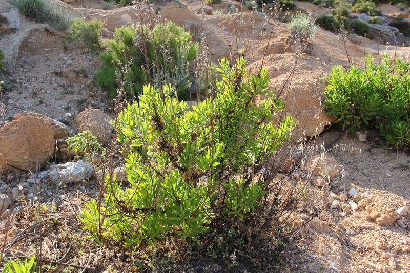 Dittrichia viscosa subsp. viscosa photo 7