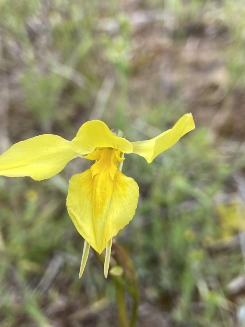 Diuris amabilis