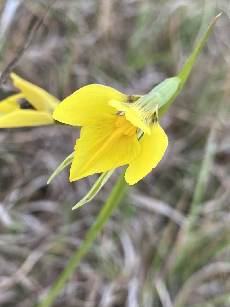 Diuris amabilis photo 2