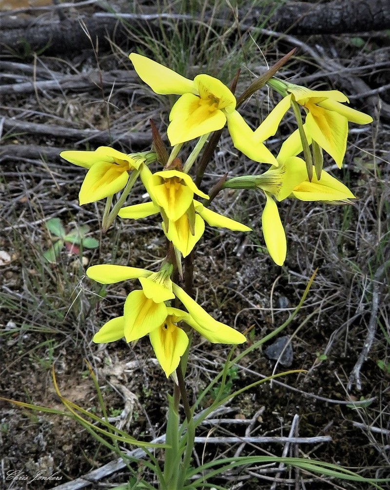 Diuris amabilis photo 3