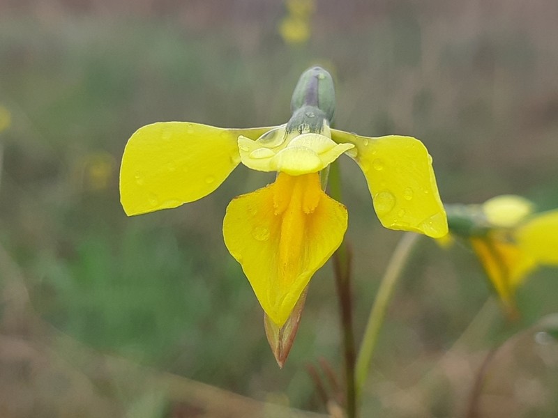 Diuris amabilis photo 4