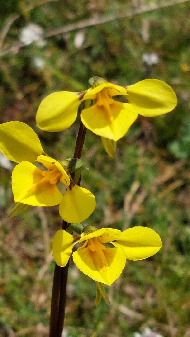 Diuris amabilis photo 5