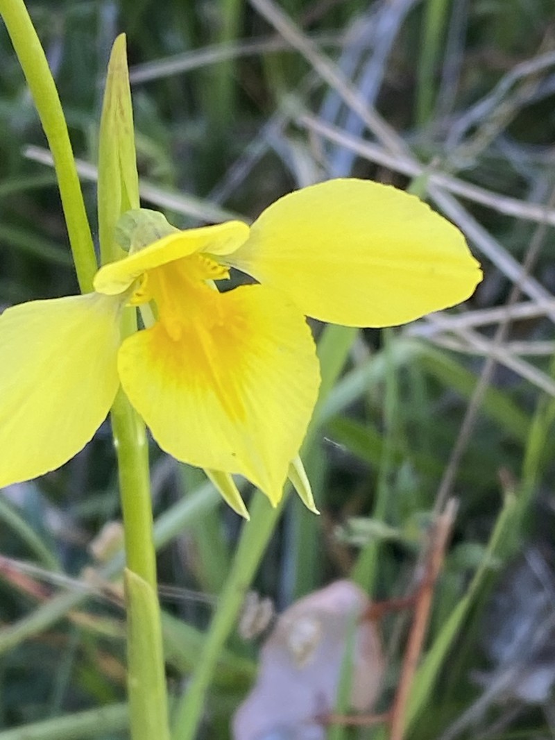 Diuris amabilis photo 6