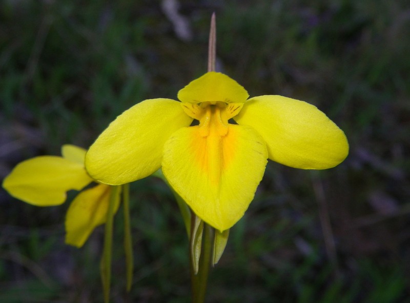 Diuris amabilis photo 7