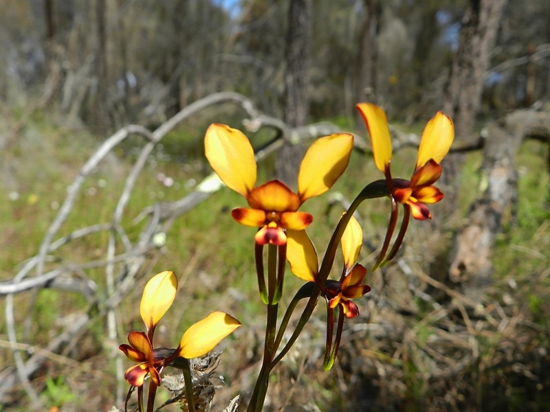 Diuris brachyscapa photo 2