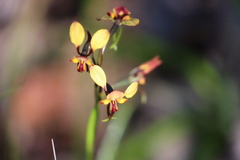 Diuris brachyscapa photo 3