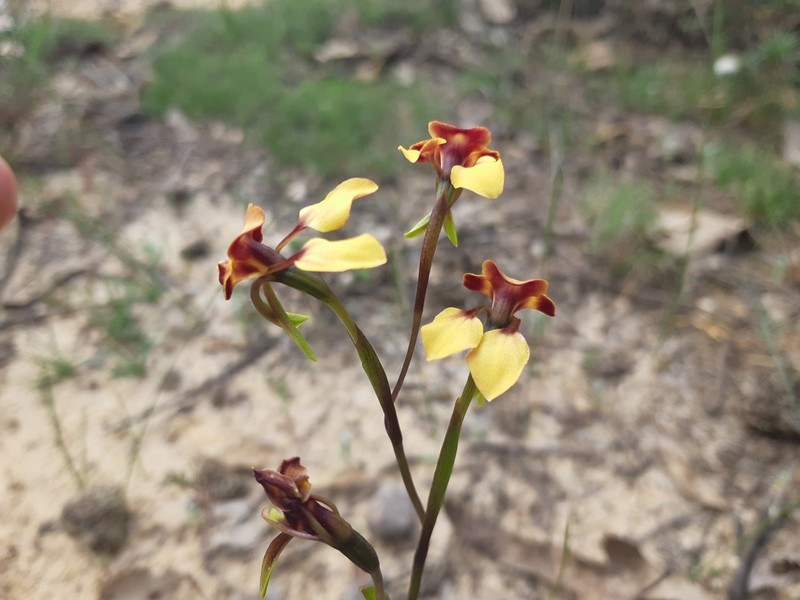 Diuris brachyscapa photo 4