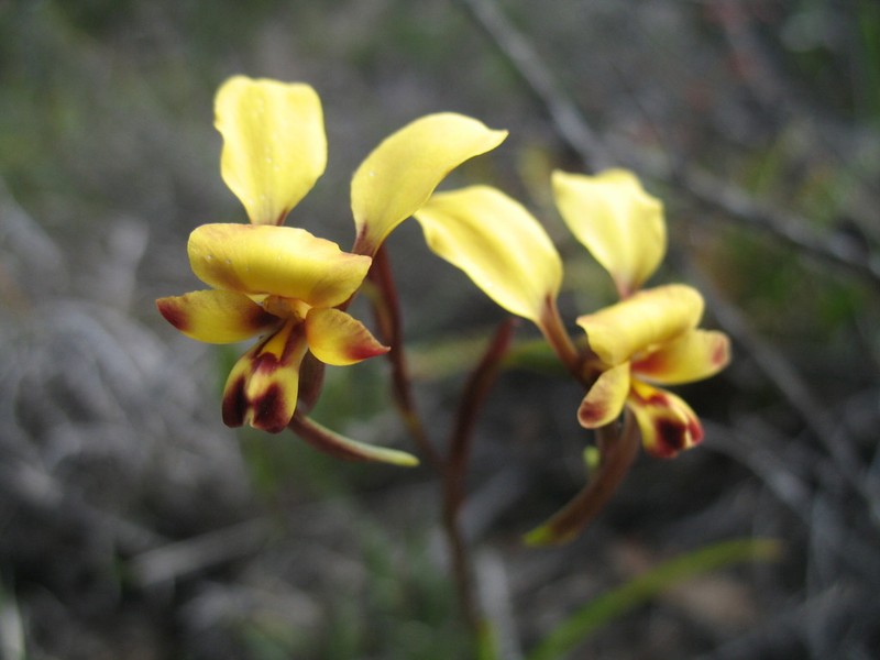 Diuris brachyscapa photo 5