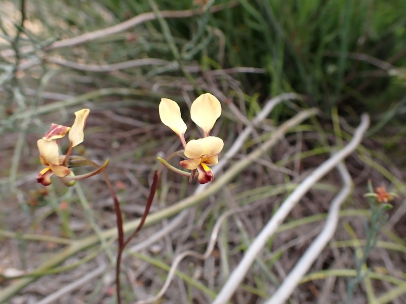 Diuris brachyscapa photo 6