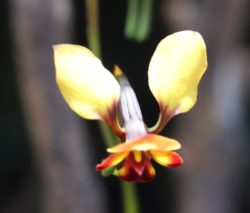 Diuris brachyscapa photo 7