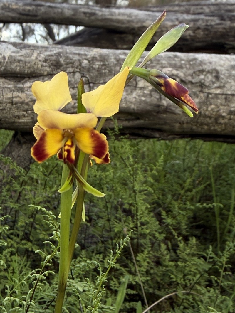 Diuris brevis