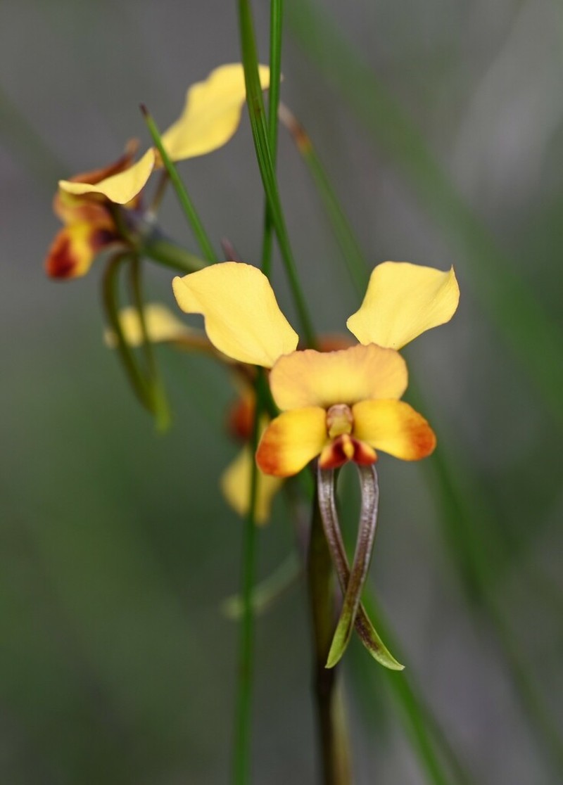 Diuris brevis photo 2
