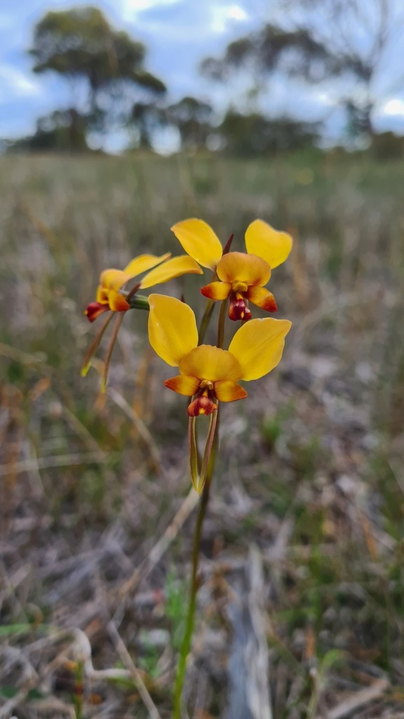 Diuris brockmanii photo 2