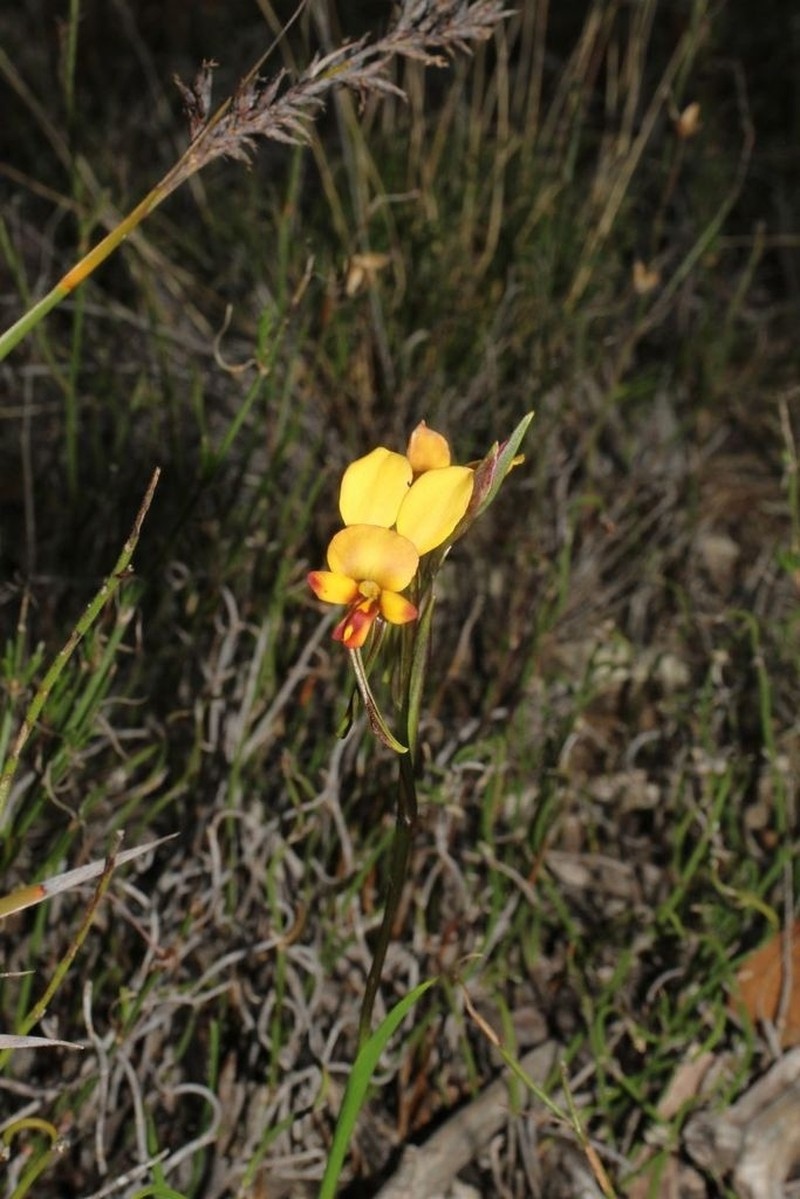 Diuris brockmanii photo 3