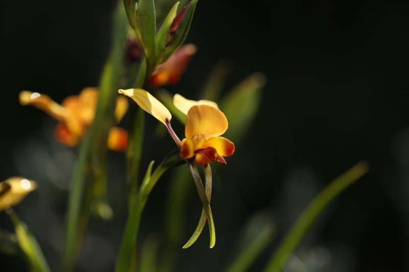 Diuris brockmanii photo 4