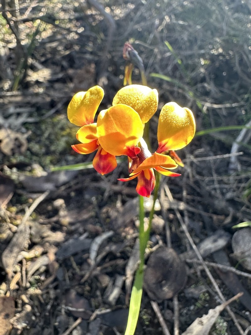 Diuris brockmanii photo 5
