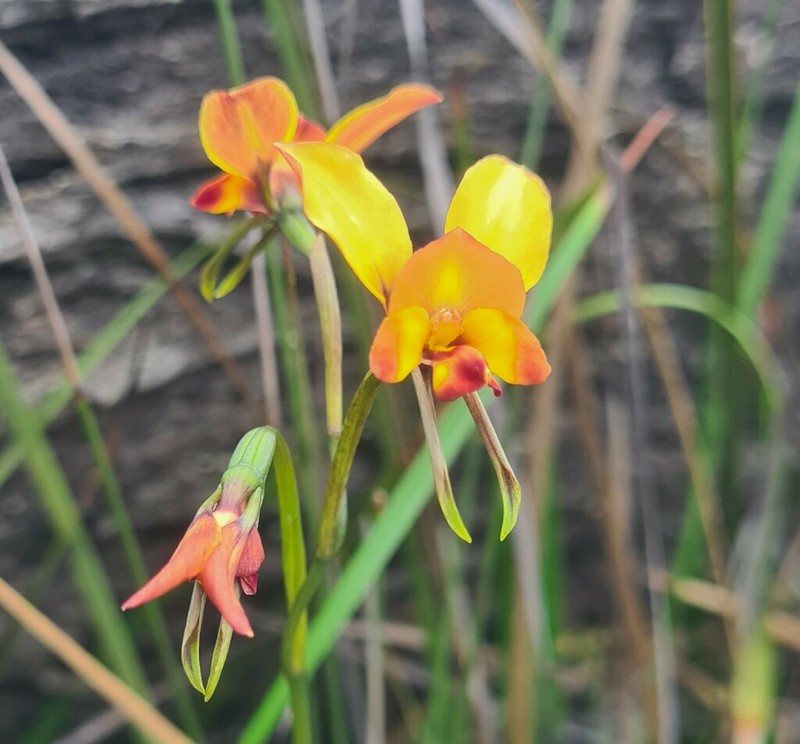 Diuris brockmanii photo 6