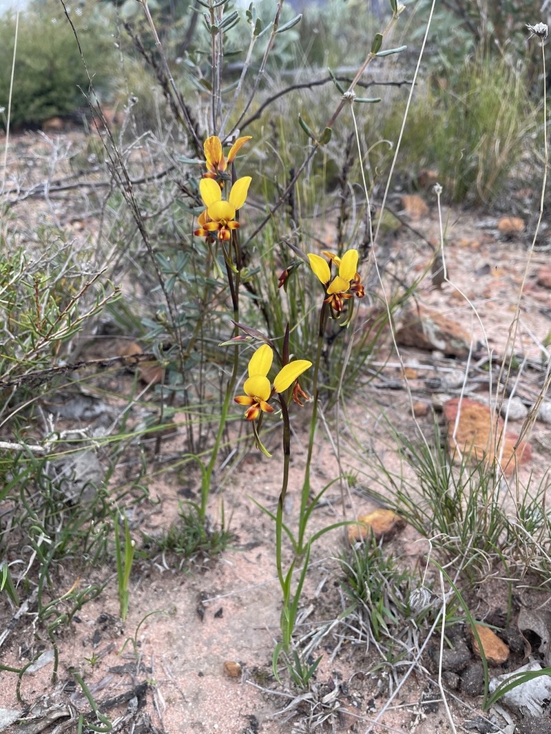 Diuris brockmanii photo 7