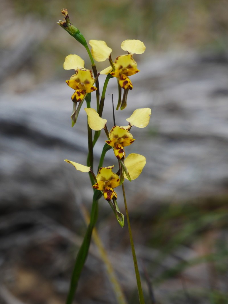 Diuris calcicola photo 2