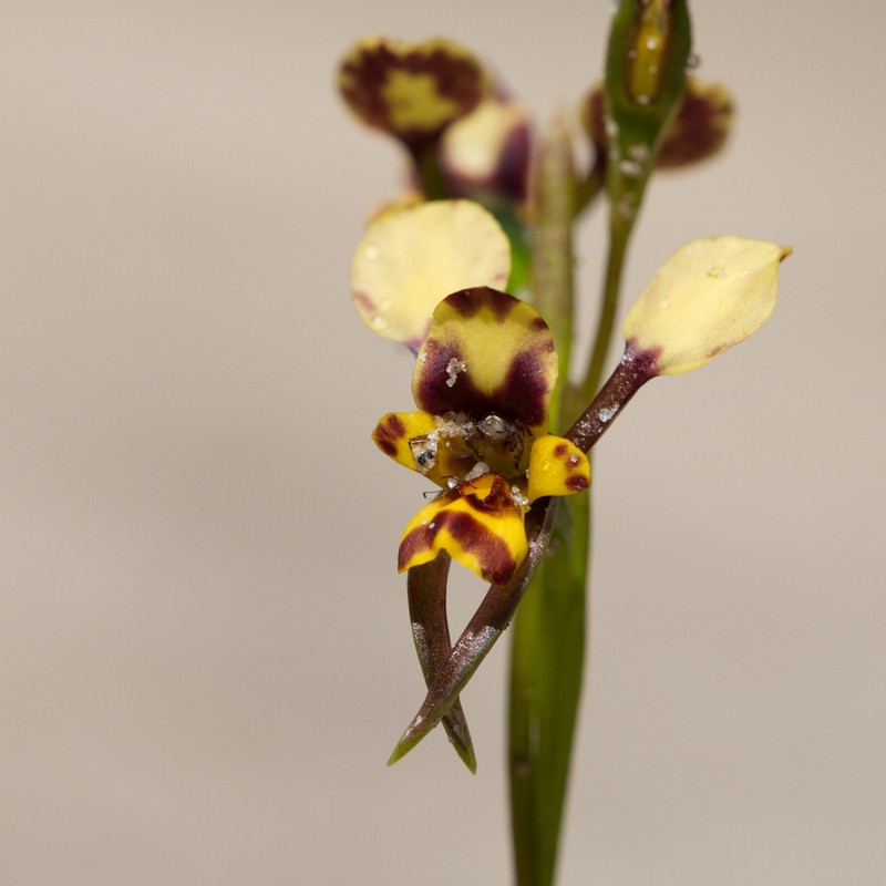 Diuris calcicola photo 3