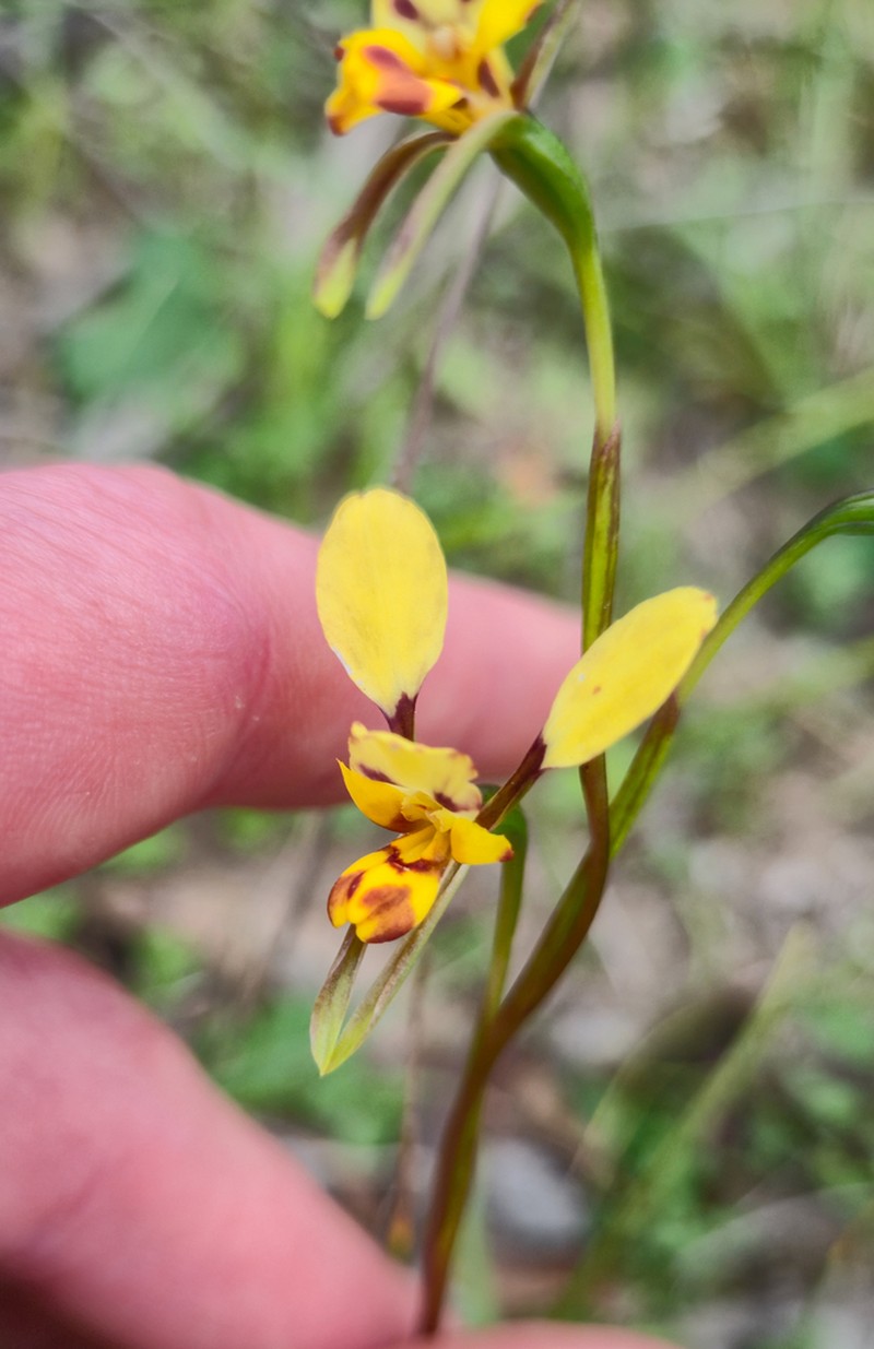 Diuris calcicola photo 4