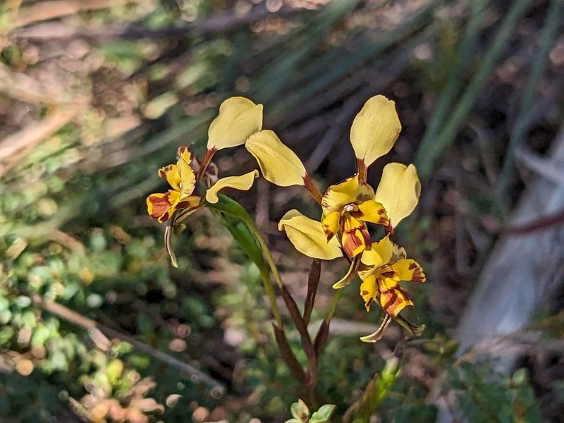 Diuris calcicola photo 5