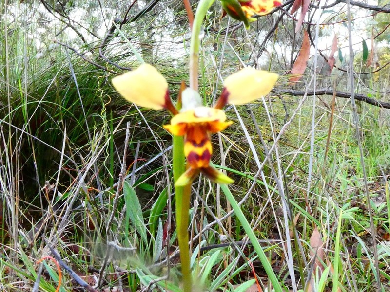 Diuris calcicola photo 6