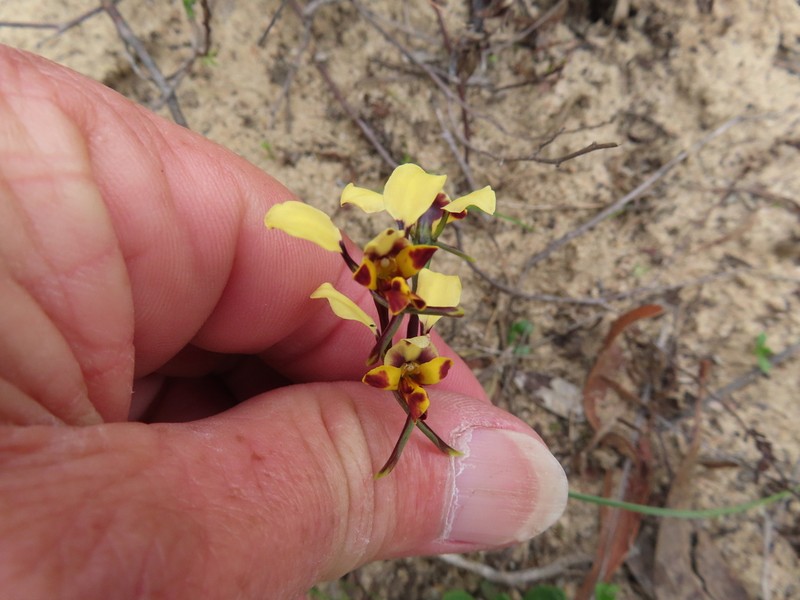 Diuris calcicola photo 7